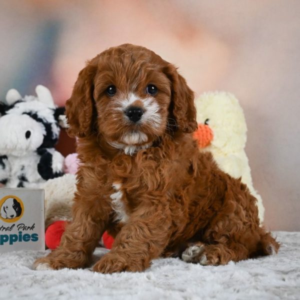 F1 Cavapoo Puppy for Sale