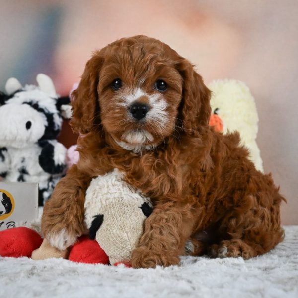 F1 Cavapoo Puppy for Sale