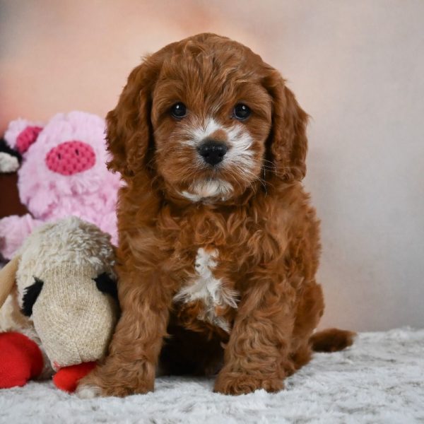 F1 Cavapoo Puppy for Sale