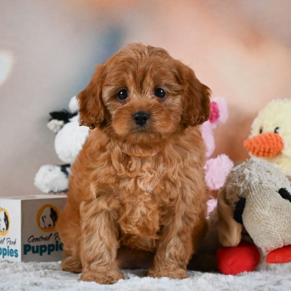 F1 Cavapoo Puppy for Sale