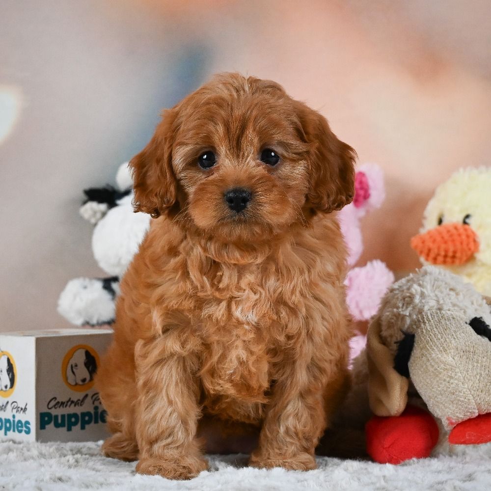 F1 Cavapoo Puppy for Sale in NYC