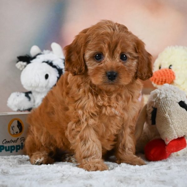 F1 Cavapoo Puppy for Sale