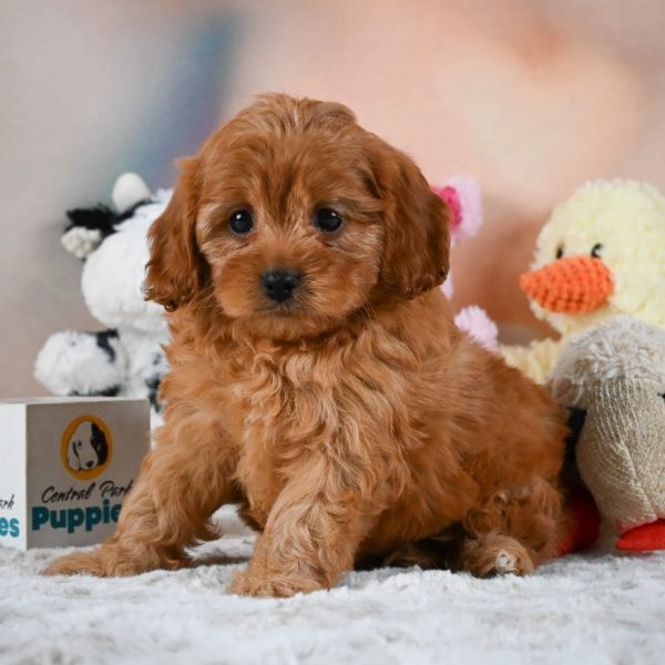 F1 Cavapoo Puppy for Sale