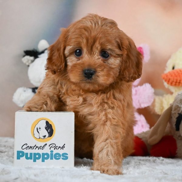 F1 Cavapoo Puppy for Sale