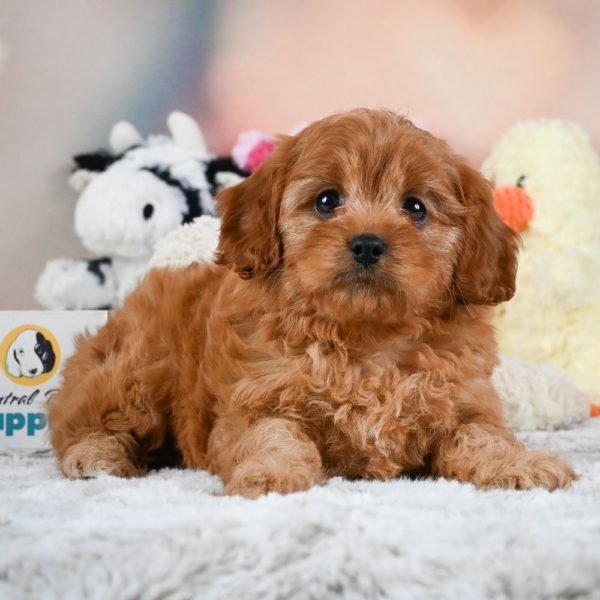 F1 Cavapoo Puppy for Sale