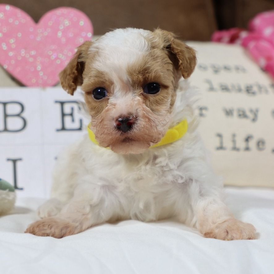 F1 Maltipoo Puppy for Sale in NYC