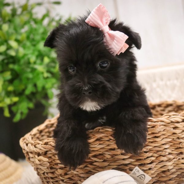 F1 Morkie Puppy for Sale