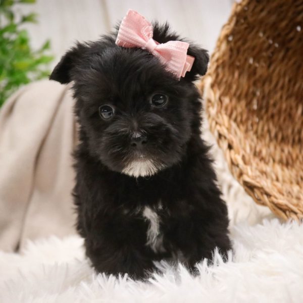 F1 Morkie Puppy for Sale