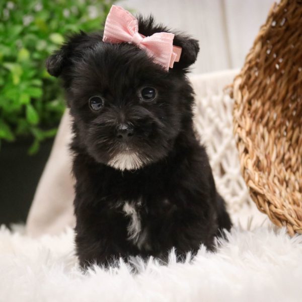 F1 Morkie Puppy for Sale