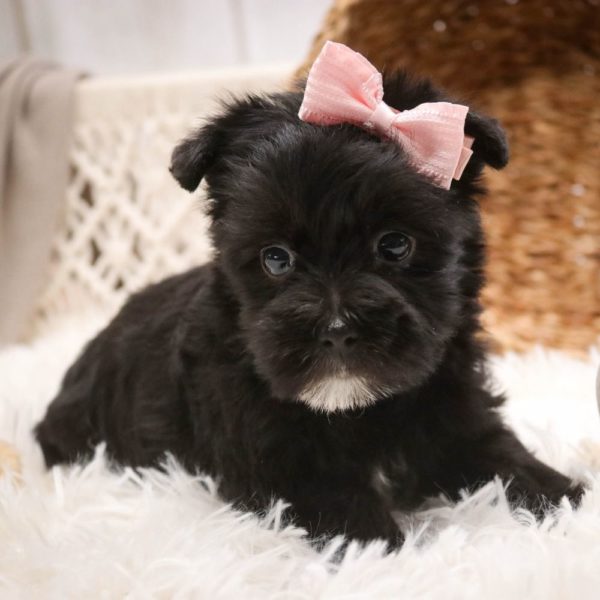 F1 Morkie Puppy for Sale