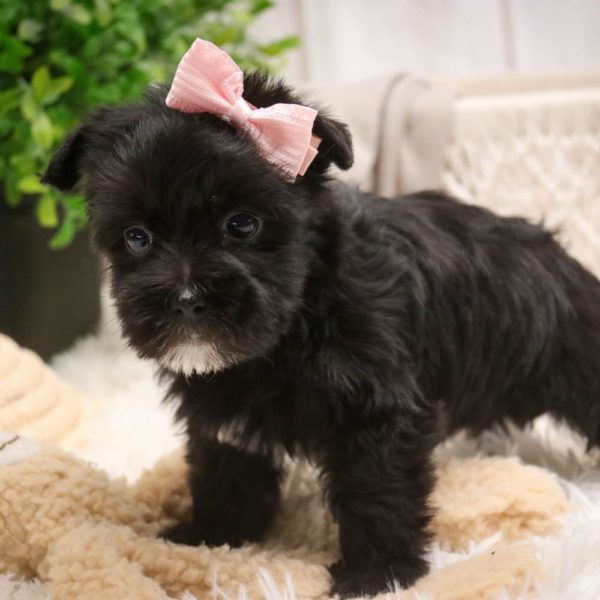 F1 Morkie Puppy for Sale