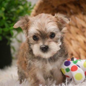 F1 Morkie Puppy for Sale