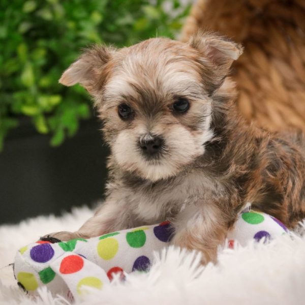 F1 Morkie Puppy for Sale