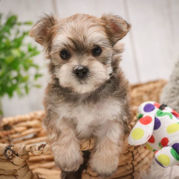 F1 Morkie Puppy for Sale