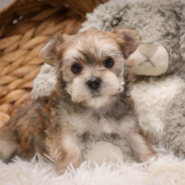 F1 Morkie Puppy for Sale