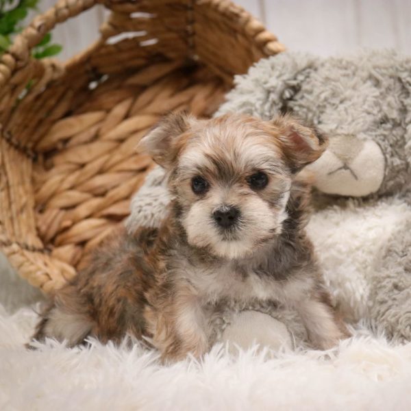 F1 Morkie Puppy for Sale