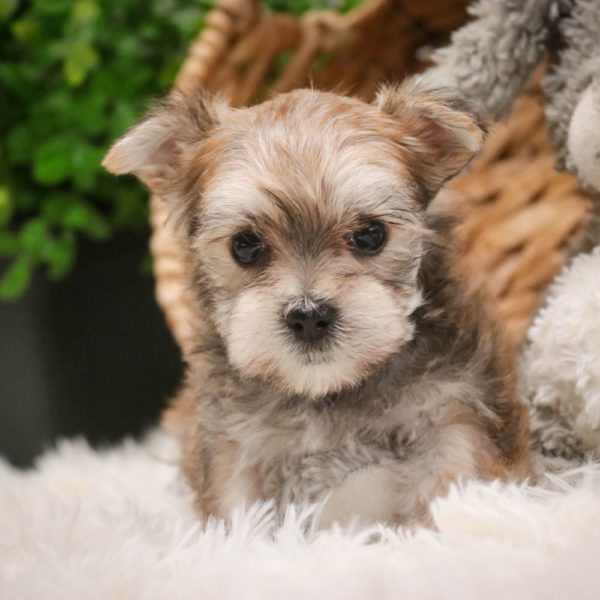 F1 Morkie Puppy for Sale