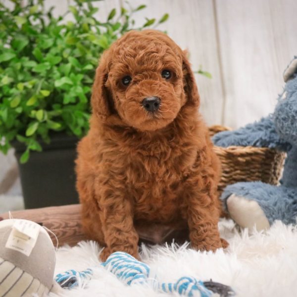 Toy Poodle Puppy for Sale