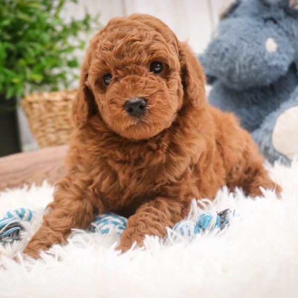 Toy Poodle Puppy for Sale