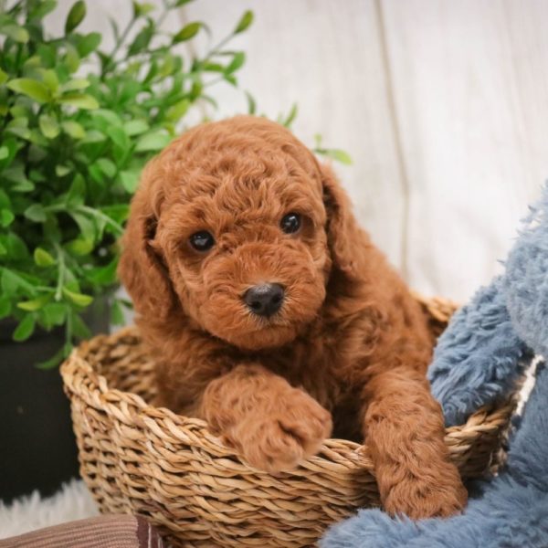 Toy Poodle Puppy for Sale