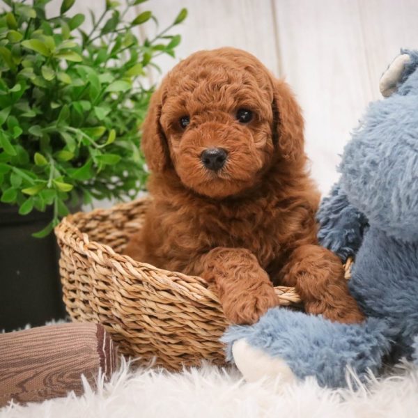 Toy Poodle Puppy for Sale