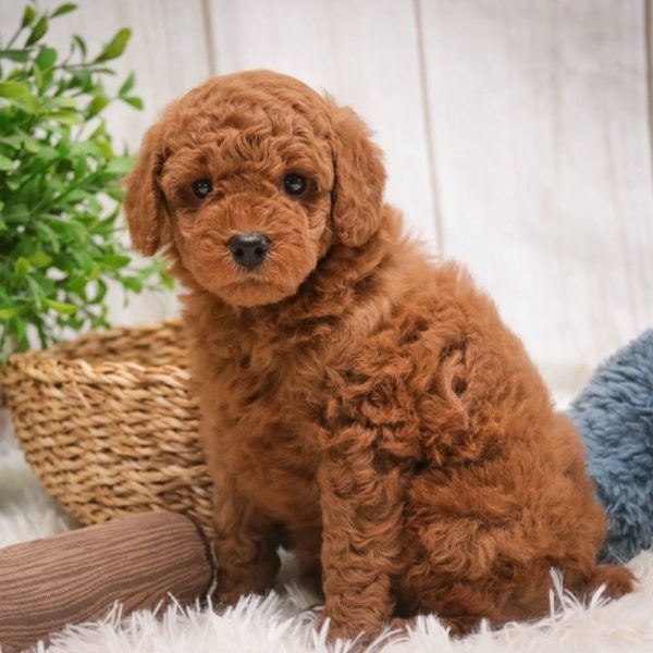 Toy Poodle Puppy for Sale