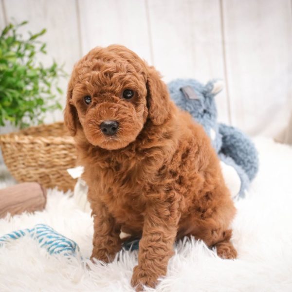 Toy Poodle Puppy for Sale