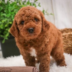 Toy Poodle Puppy for Sale