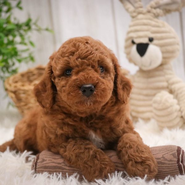 Toy Poodle Puppy for Sale