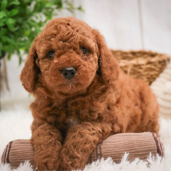 Toy Poodle Puppy for Sale