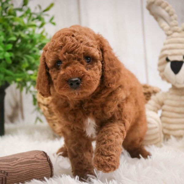 Toy Poodle Puppy for Sale