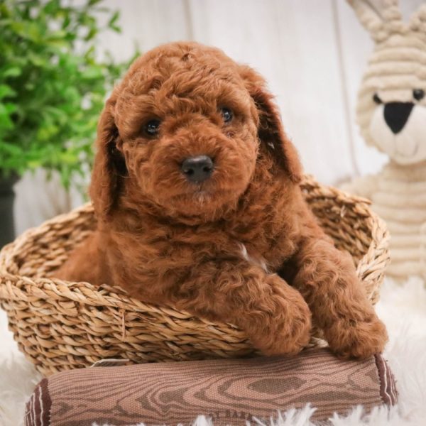 Toy Poodle Puppy for Sale