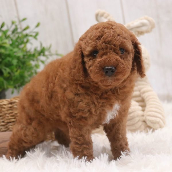 Toy Poodle Puppy for Sale