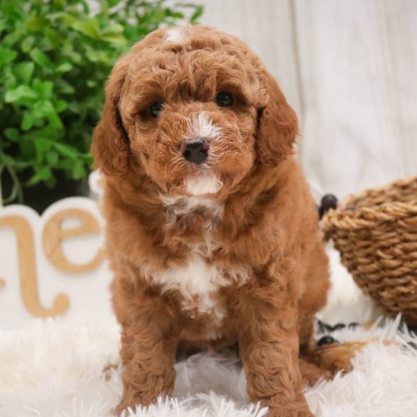 Toy Poodle Puppy for Sale