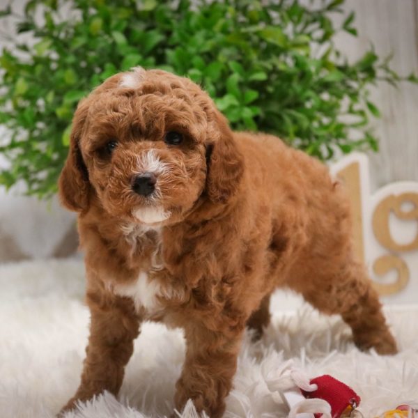 Toy Poodle Puppy for Sale