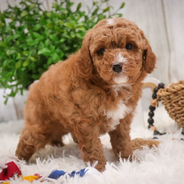 Toy Poodle Puppy for Sale