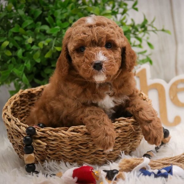 Toy Poodle Puppy for Sale