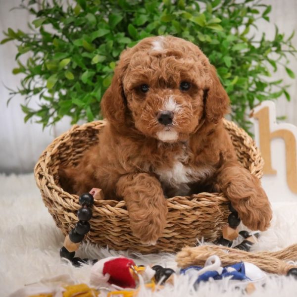 Toy Poodle Puppy for Sale