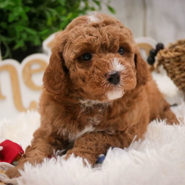 Toy Poodle Puppy for Sale