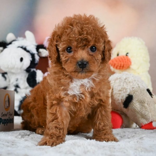 F1b Cavapoo Puppy for Sale