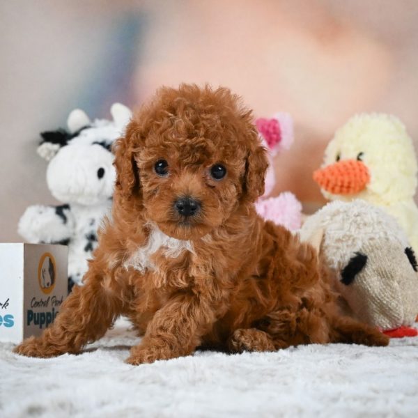 F1b Cavapoo Puppy for Sale