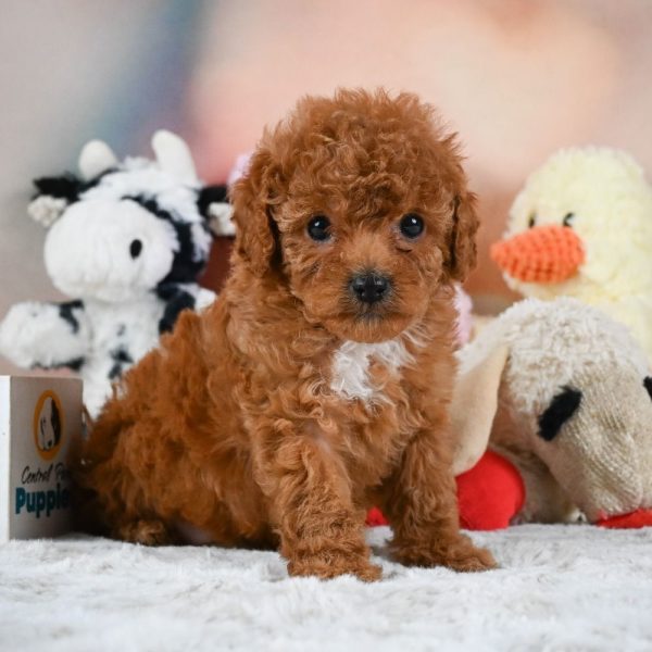 F1b Cavapoo Puppy for Sale