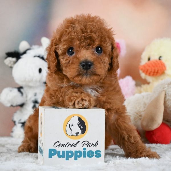 F1b Cavapoo Puppy for Sale