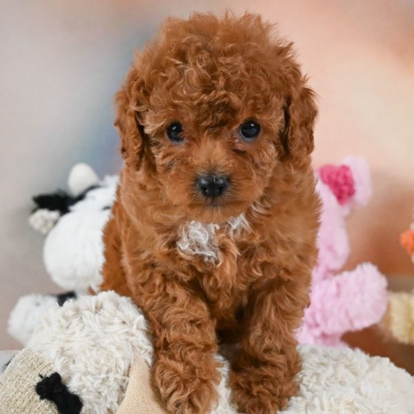 F1b Cavapoo Puppy for Sale