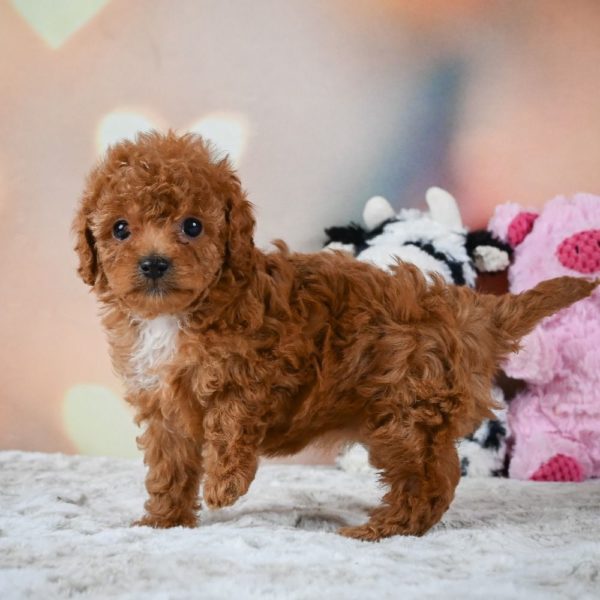 F1b Cavapoo Puppy for Sale