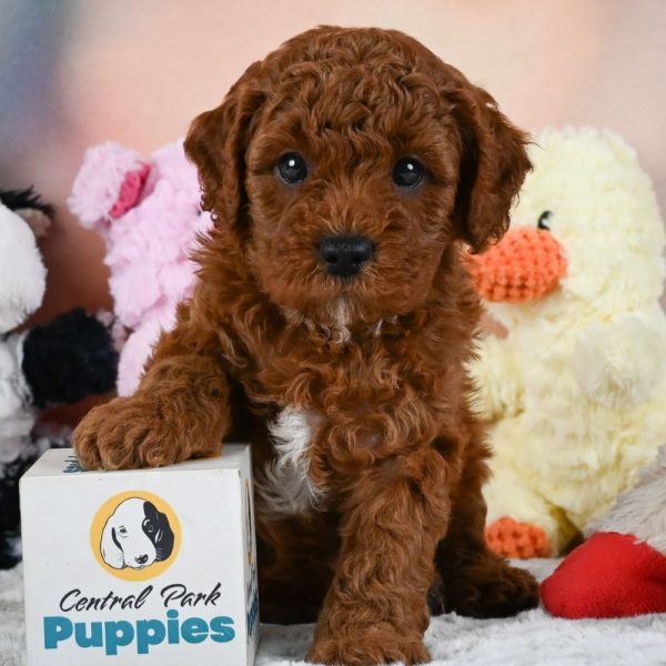 F1b Cavapoo Puppy for Sale