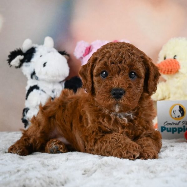 F1b Cavapoo Puppy for Sale