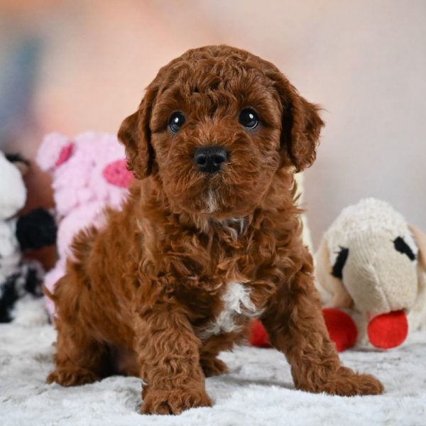 F1b Cavapoo Puppy for Sale