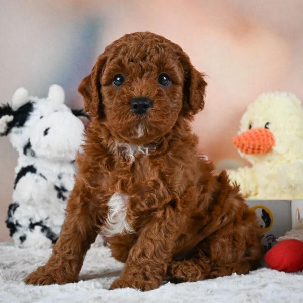 F1b Cavapoo Puppy for Sale