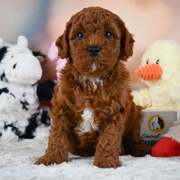 F1b Cavapoo Puppy for Sale